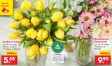 Aktuelle Tulpen Angebote bei Netto Marken-Discount in Salzgitter Aktuelles Großbund Tulpen Angebot bei Netto Marken-Discount in Salzgitter ab 5,55 €