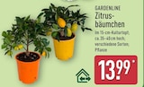 Zitrusbäumchen von Gardenline im aktuellen ALDI Nord Prospekt