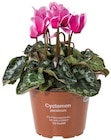 Cyclamen en promo chez Lidl Cyclamen dans le catalogue Lidl