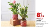 CALLA en promo à 8,99 € chez Hyper U CALLA dans le catalogue Hyper U
