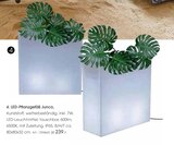 LED-Pflanzgefäß Junco für 239,00 € bei Zurbrüggen im Angebot LED-Pflanzgefäß Junco im aktuellen Zurbrüggen Prospekt