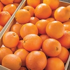 Orange à jus - Netto Orange à jus à 1,99 € dans le catalogue Netto