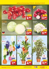 Aktueller Netto Marken-Discount Prospekt mit Blumenkohl, "Aktuelle Angebote", Seite 55