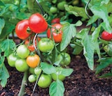 Tomate Pot 10 cm en promo à 1,99 € chez Intermarché Super Tomate Pot 10 cm dans le catalogue Intermarché Super