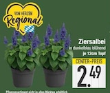 Ziersalbei  im aktuellen EDEKA Prospekt für 2,49 €