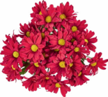 Chrysanthemen Angebote bei Netto Marken-Discount Delmenhorst für 2,49 €