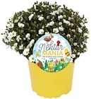 Gartenstauden »Bienenliebling« im Angebot bei REWE in Ingolstadt Gartenstauden »Bienenliebling« Angebote von Nektar-MANIA bei REWE Ingolstadt für 2,49 €