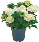 Aktuelles Gartenhortensie Angebot bei Netto mit dem Scottie in Dresden ab 8,99 €