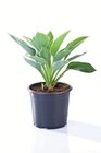Hosta Gartenfunkie Angebote bei Lidl Straubing für 2,99 €
