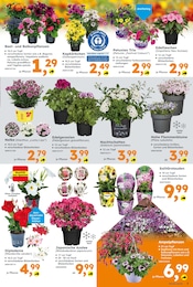 Rhododendron Angebot im aktuellen Globus-Baumarkt Prospekt auf Seite 3