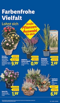 Blumen im aktuellen Lidl Prospekt (Augsburg) Blumen im Lidl Prospekt "LIDL LOHNT SICH" mit 72 Seiten (Augsburg)
