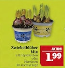 Hyazinthen oder Narzissen Angebote von Narcissus bei Marktkauf Nürnberg für 1,99 €