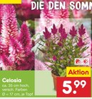Celosia für 5,99 € bei Netto Marken-Discount im Angebot Celosia im aktuellen Netto Marken-Discount Prospekt