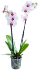 Orchidee im Angebot bei Kaufland in Köln Orchidee Angebote bei Kaufland Köln für 9,99 €