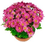 Chrysanthemenschale im Angebot bei REWE in Hildesheim Chrysanthemenschale Angebote bei REWE Hildesheim für 3,79 €