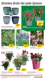 Blumenampel Angebot im aktuellen toom Baumarkt Prospekt auf Seite 13