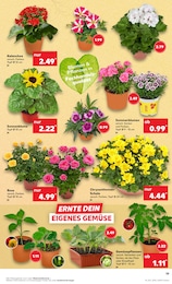 Blumenampel Angebot & Preis im aktuellen Kaufland Prospekt Blumenampel Angebot im aktuellen Kaufland Prospekt auf Seite 19