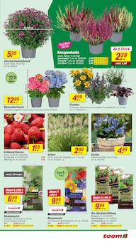 Blumen im toom Baumarkt Prospekt "Respekt, wer's selber macht." mit 14 Seiten (Wuppertal)