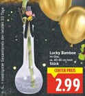 Lucky Bambus im aktuellen E center Prospekt