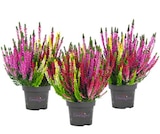 Hagebaumarkt Hamburg Prospekt mit  im Angebot für 1,79 €