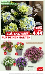Pflanzen Angebot & Preis im aktuellen Kaufland Prospekt Pflanzen Angebot im aktuellen Kaufland Prospekt auf Seite 4