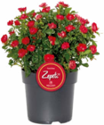 Rose 'Zepeti' von Zepeti im aktuellen Hagebaumarkt Prospekt für 9,99 €