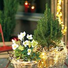 Christrose Helleborus Niger im aktuellen Prospekt bei ROSENGUT Langerwisch in Nuthetal