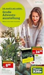 Pflanzen Angebot im aktuellen Pflanzen Kölle Prospekt auf Seite 1