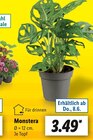 Monstera im Lidl Prospekt Monstera von im aktuellen Lidl Prospekt für 3,49 €