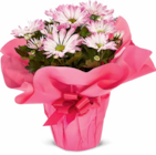 Aktuelles Chrysantheme Angebot bei Netto Marken-Discount in Bremen ab 4,99 €