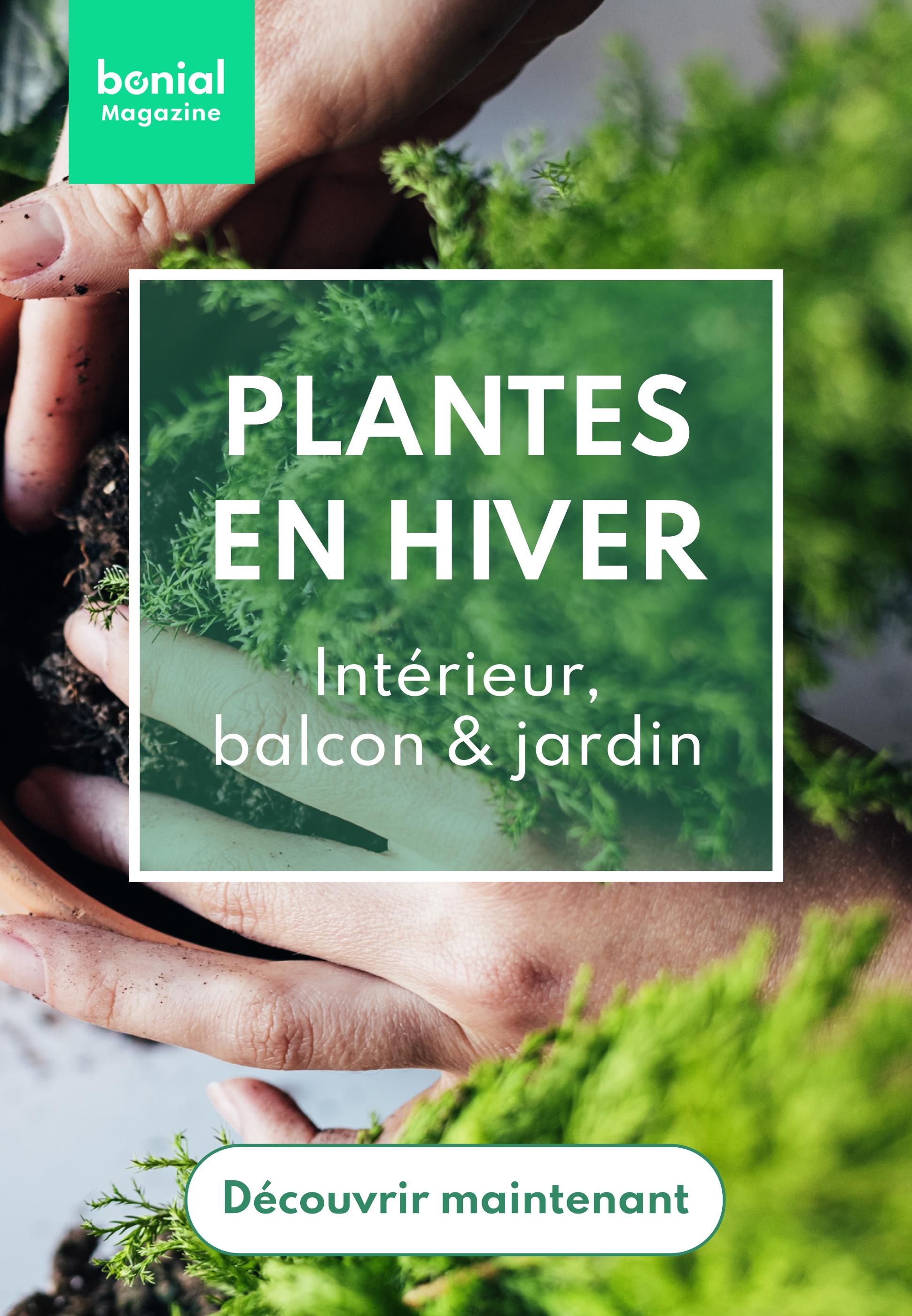 Catalogue Bonial Magazine à Nancy, avec 1 page Prospectus Bonial Magazine à Nancy, "Plantes en hiver", 1 page, 20/01/2022 - 21/03/2022