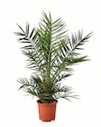 Winterharte Palme Angebote bei Lidl Kempten für 14,99 €