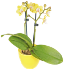 Calluna für 0,88 € bei Kaufland im Angebot Calluna im aktuellen Kaufland Prospekt