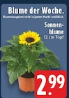Sonnenblume Angebote bei EDEKA Essen für 2,99 €