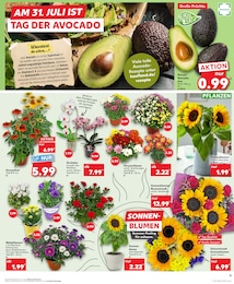 Sträucher Angebot & Preis im aktuellen Kaufland Prospekt Sträucher Angebot im aktuellen Kaufland Prospekt auf Seite 11