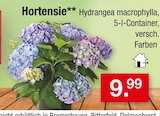 Hortensie im Angebot bei Zimmermann in Neustadt Hortensie Angebote bei Zimmermann Neustadt für 9,99 €