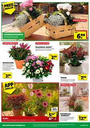 Stauden im Hagebaumarkt Prospekt in Schwerin Aktueller Hagebaumarkt Prospekt mit Stauden, "ERLEBE IMMERGRÜNE GARTENMOMENTE", Seite 2