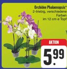 Orchidee Phalaenopsis Angebote bei EDEKA Gera für 5,99 €