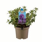 Rhododendron Angebote bei Lidl Siegen für 4,99 €