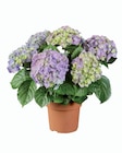 Hortensia en promo chez Lidl Angers à 5,99 €