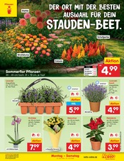 Pflanzen im Netto Marken-Discount Prospekt in Halberstadt Aktueller Netto Marken-Discount Prospekt mit Pflanzen, "Aktuelle Angebote", Seite 21