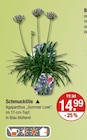 Schmucklilie im V-Markt Prospekt Schmucklilie von im aktuellen V-Markt Prospekt für 14,99 €