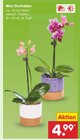 Mini Orchideen im Angebot bei Netto Marken-Discount in Erfurt Mini Orchideen Angebote bei Netto Marken-Discount Erfurt für 4,99 €