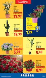 Prix et réduction Palmier dans le prospectus Lidl en cours Offre Palmier dans le catalogue Lidl du moment à la page 27