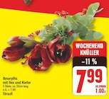 Amaryllis mit Ilex und Kiefer im aktuellen EDEKA Prospekt