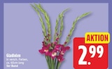 Gladiolen für 2,99 € bei EDEKA im Angebot Gladiolen im aktuellen EDEKA Prospekt