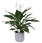 Spathiphyllum 'Bingo Cupido' H. 70 cm en promo chez Truffaut Spathiphyllum 'Bingo Cupido' H. 70 cm dans le catalogue Truffaut