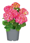 Bauernhortensie für 9,99 € bei toom Baumarkt im Angebot Bauernhortensie im aktuellen toom Baumarkt Prospekt