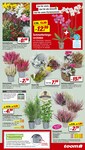 Gartenbepflanzung Gartenbepflanzung