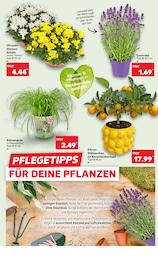 Kaufland Katzengras im Prospekt Kaufland Katzengras im Prospekt